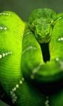 pic for Green Snake